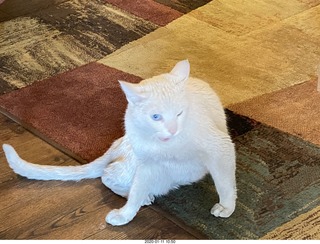 new cat Boo at Flagstaff FLG Wiseman