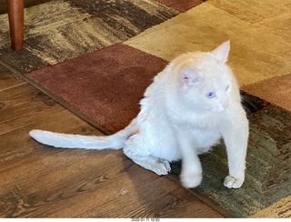 new cat Boo at Flagstaff FLG Wiseman