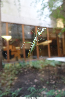 Art Museum in Philadelphia - prayin mantis