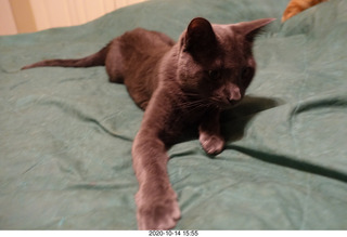 my cat Devin or Jane