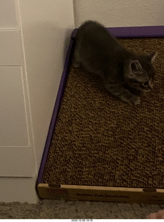 kitten Potato and scratching pad
