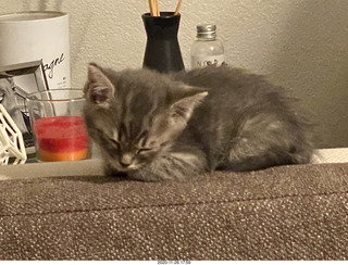 kitten Potato