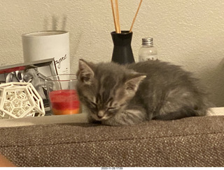 kitten Potato and scratching pad