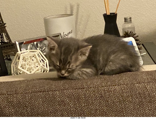 kitten Potato