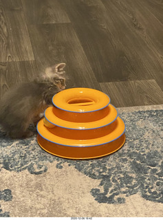 kitten Potato and scratching pad