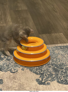 kitten Potato and scratching pad