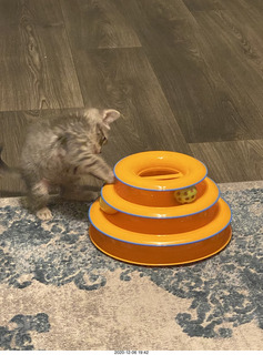 kitten Potato and his new toy