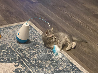 kitten Potato and his toy