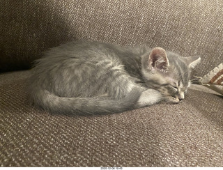 kitten Potato