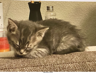 Potato kitten