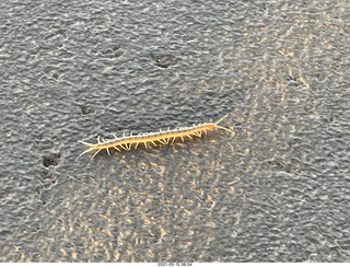 centipede
