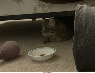 cat Potato hiding under the bed at Cat Camp