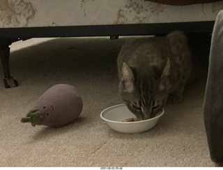kitten Potato
