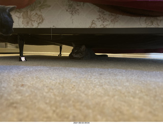 cat Potato hiding under the bed at Cat camp