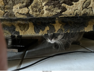 cat Potato hiding under the bed at Cat Camp