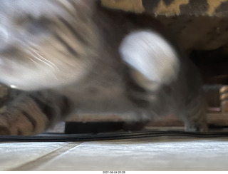 cat Potato hiding under the bed at Cat Camp