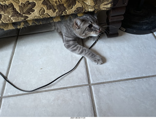 cat Potato hiding under chair at Cat Camp