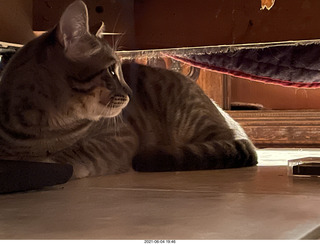 cat Potato hiding under the bed at Cat camp