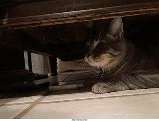 cat Potato's room door closed