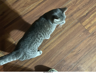 cat Potato at my house