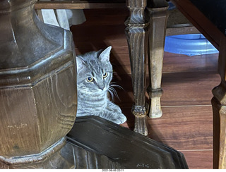 cat Potato hiding under chair at Cat Camp