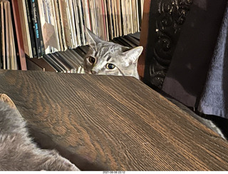 cat Potato hiding under chair at Cat Camp