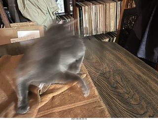 cat Potato at my house in a blur