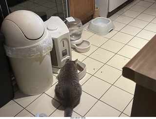 cat Potato