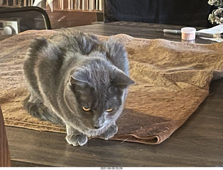 cat Potato