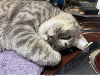 cat Potato