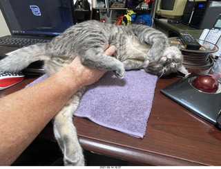 cat Potato belly rub