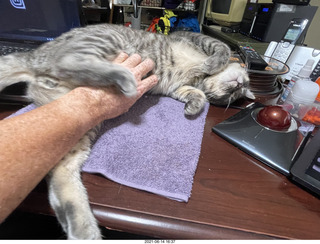 cat Potato