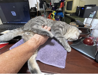cat Potato