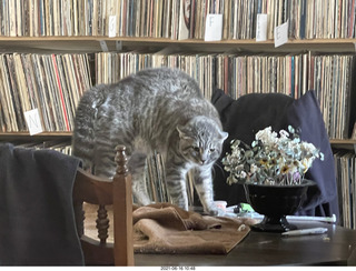 hostile cat Potato