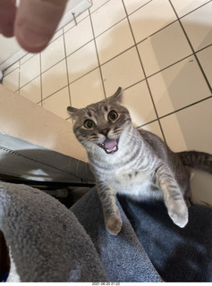 hostile cat Potato