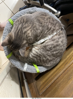 cat Potato