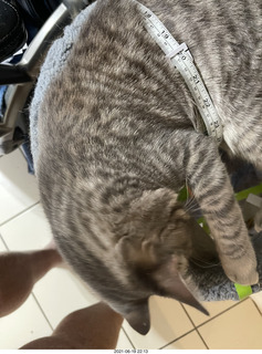 fat cat Potato with tape measure