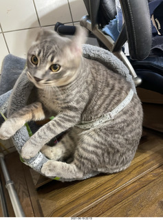 fat cat Potato with tape measure