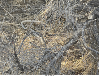 Lost Dog Wash rattlesnake