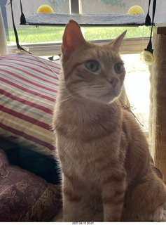 963 a16. my cat Max