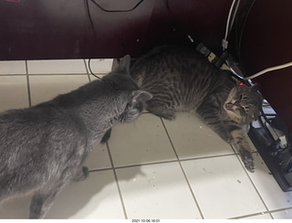 cats Devin and Potato