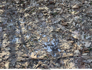 Philadelphia/Cheltenham run - Tookany Creek Parkway