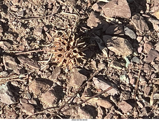 Philadelphia/Cheltenham run - Tookany Creek Parkway