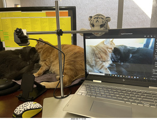 Olga and Anthony holiday/birthday card - 3D cats