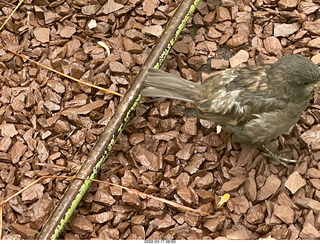 Academy of Music - Philadelphia Ballet - Swan Lake - pit orchestra