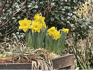 Philadelphia City Hall park - daffodils