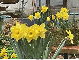 Philadelphia City Hall park - daffodils