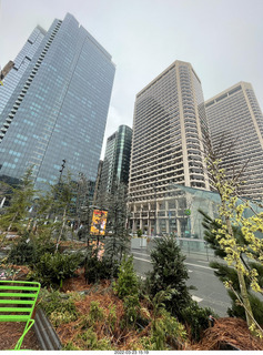 Philadelphia City Hall park -daffodils