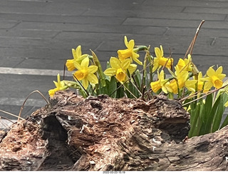 Philadelphia City Hall park - daffodils