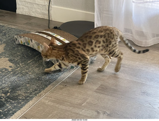 cat Pickle
